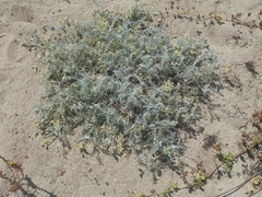 Astragalus miguelensis