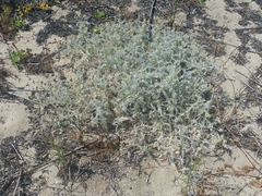 Astragalus miguelensis