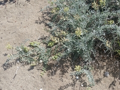 Astragalus miguelensis