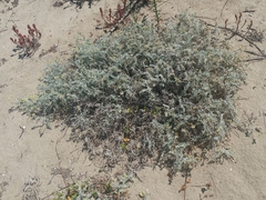 Astragalus miguelensis