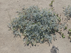Astragalus miguelensis
