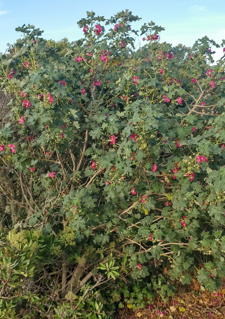 Malva assurgentiflora, Los Angeles County, US-CA, US