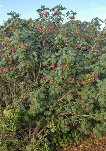 Malva assurgentiflora