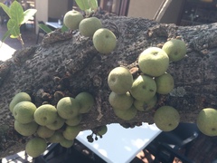 Ficus sansibarica