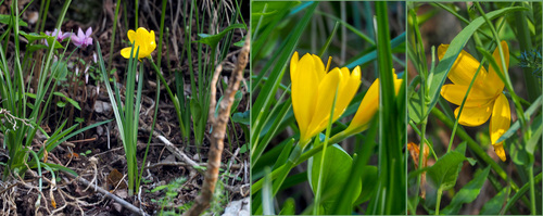Sternbergia lutea