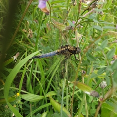 Orthetrum cancellatum