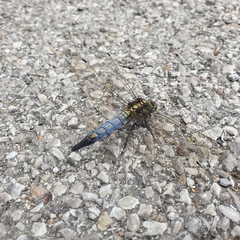 Orthetrum cancellatum