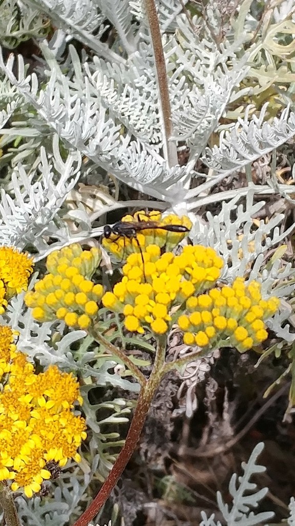 Ammophila azteca