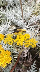 Ammophila azteca clemente