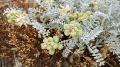 Astragalus miguelensis