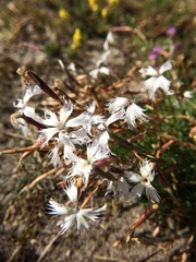 Dianthus arenarius
