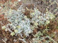 Astragalus miguelensis