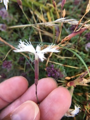 Dianthus arenarius