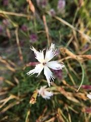 Dianthus arenarius