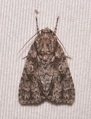 Acronicta afflicta