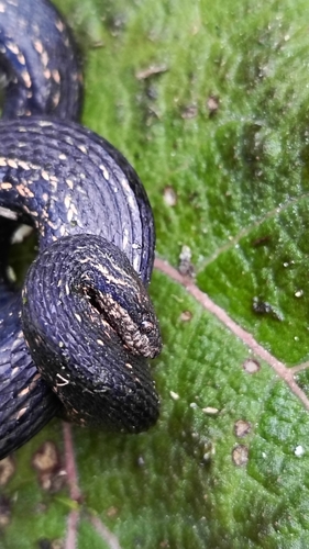 Photo of a Taczanowsky's Dwarf Boa (Tropidophis taczanowskyi)