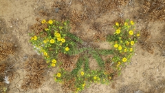 Deinandra clementina