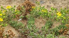 Deinandra clementina