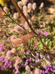 Rhinanthus serotinus