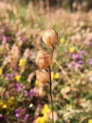 Rhinanthus serotinus