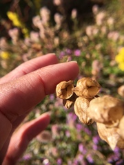 Rhinanthus serotinus