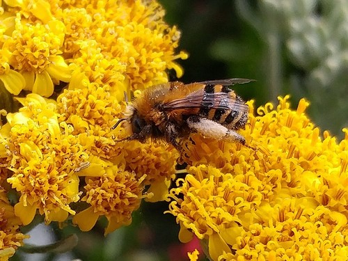 Urbane Digger Bee photo 6