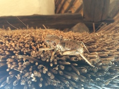 Enyaliopsis transvaalensis
