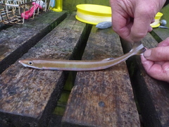 Gonorynchus forsteri