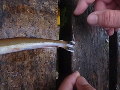 Gonorynchus forsteri