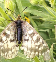 Parnassius clodius
