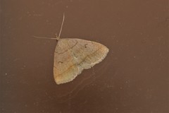Zanclognatha lunalis