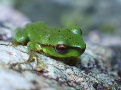 Ranoidea barringtonensis