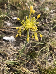 Allium flavum