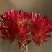 Polycarpaea longiflora - Photo (c) overlander (Gerald Krygsman), some rights reserved (CC BY-NC), uploaded by overlander (Gerald Krygsman)