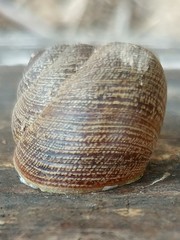 Xerarionta intercisa