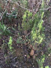 Chaenostoma hispidum