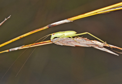 Polichne