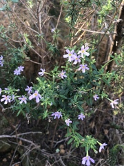 Chaenostoma hispidum