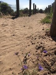 Gilia capitata chamissonis