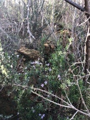 Chaenostoma hispidum