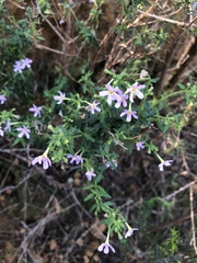 Chaenostoma hispidum