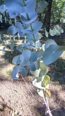Eucalyptus perriniana