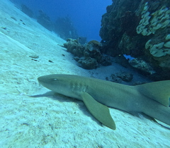 Nurse Shark