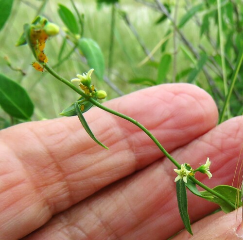 Image of Metastelma palmeri by (c) Annika Lindqvist, some rights reserved (CC BY)