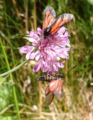 Zygaena osterodensis