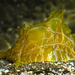 Syphonota geographica - Photo (c) drmattnimbs,  זכויות יוצרים חלקיות (CC BY-NC)