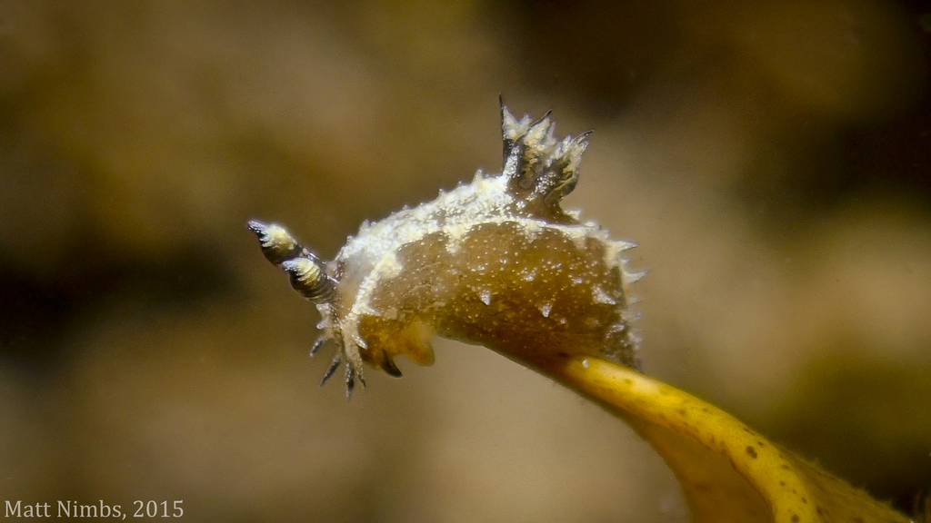 Polycera nimbsi