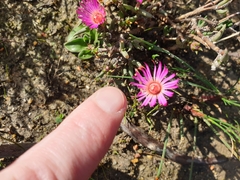 Lampranthus spiniformis