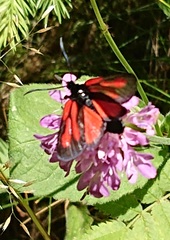 Zygaena osterodensis