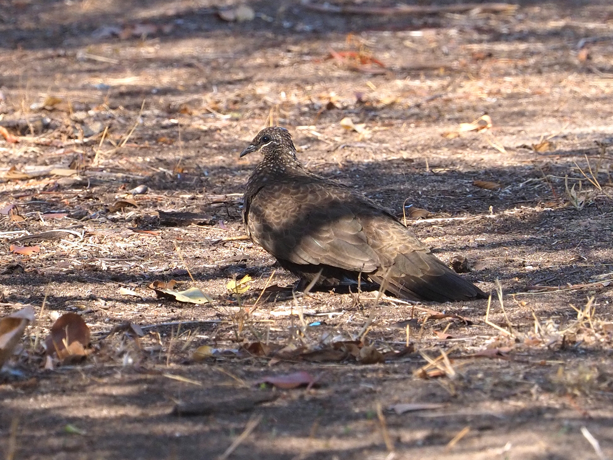 Chestnut-quilled Rock Pigeon (Petrophassa rufipennis), photo 3